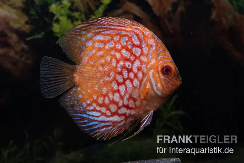Discus élevage asiatique, Symphysodon discus Red royal pigeon (Classic striped pigeon)