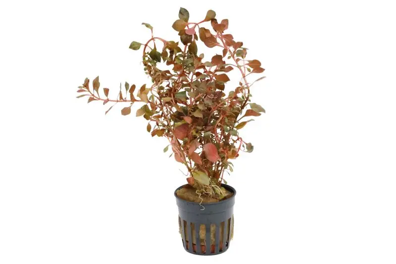 Petite Ludwigie rouge foncé, Ludwigia palustris "Super Red", en pot