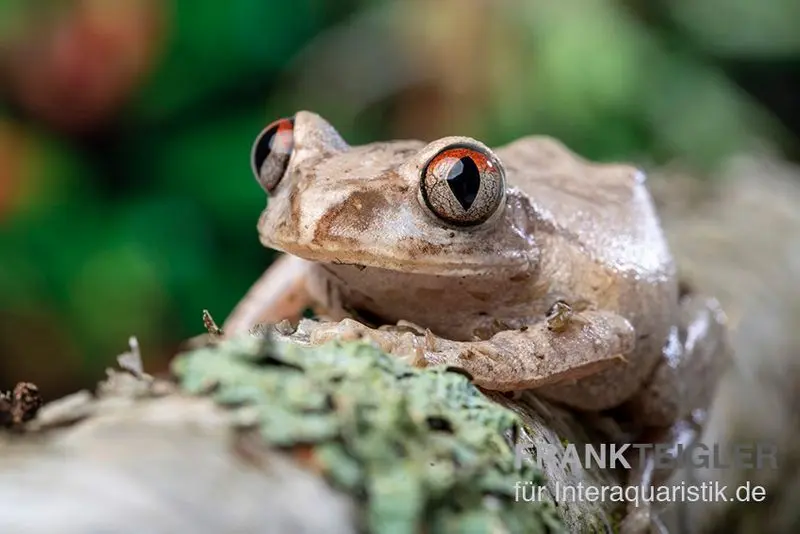 Grenouille arboricole brun, Leptopelis millsoni