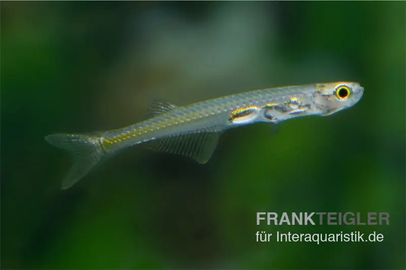 Danionelle, Danionella priapus (mini-poisson)
