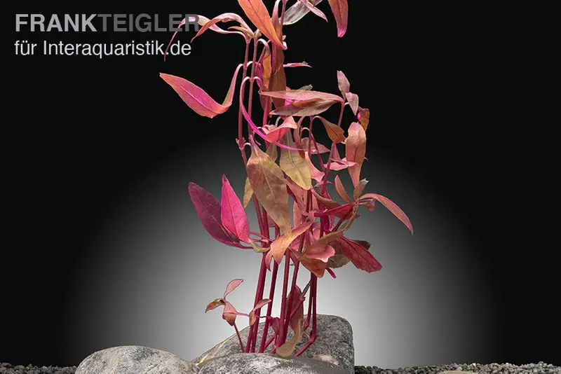 Papageienblatt sessile, Alternanthera sessilis (plante de terrarium), en pot