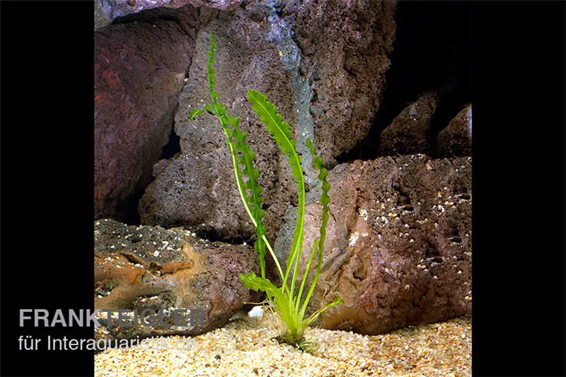 Épi d’eau ondulé de Madagascar, Aponogeton longiplumulosus