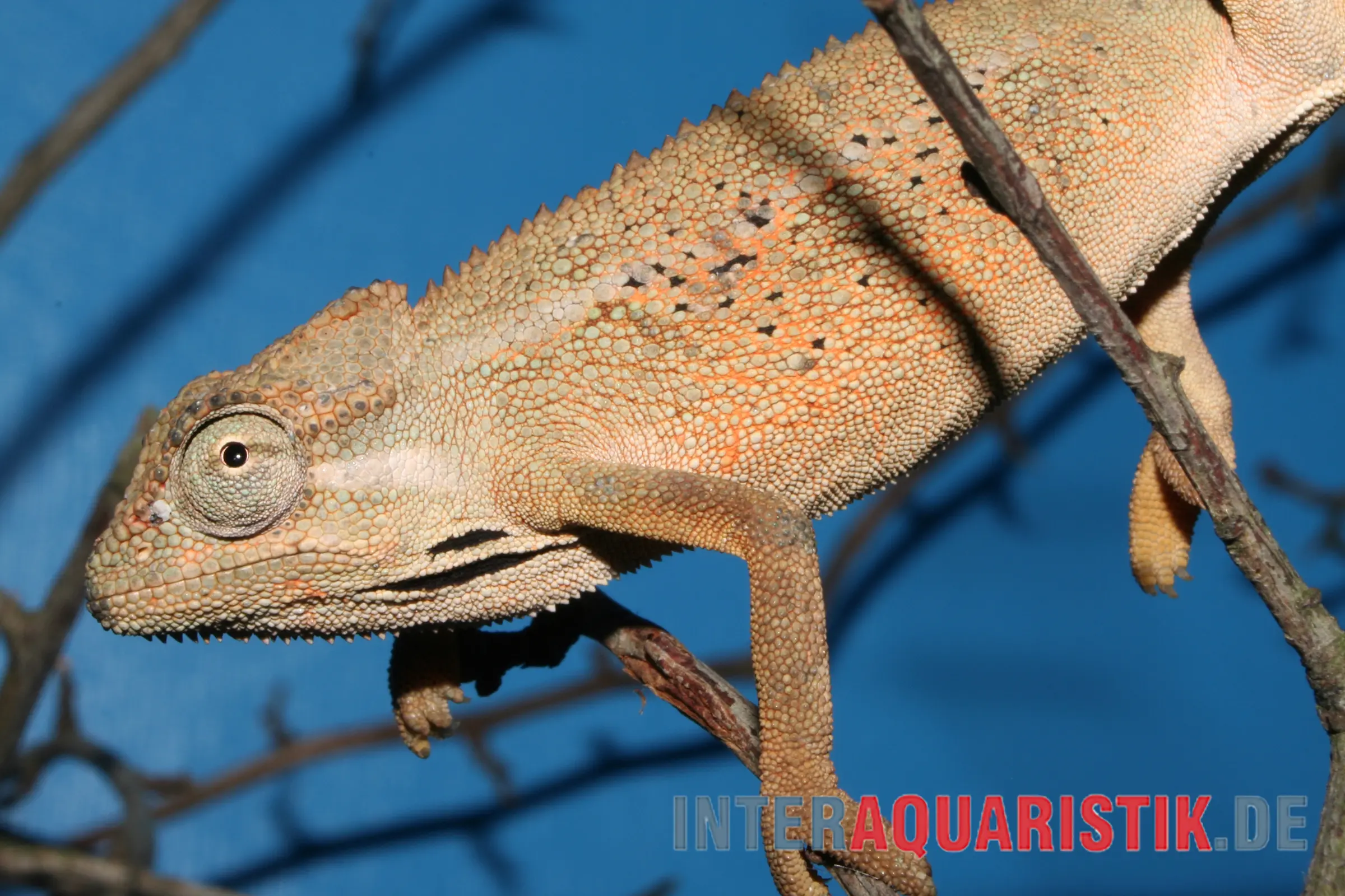 Caméléon bleu, Trioceros ellioti