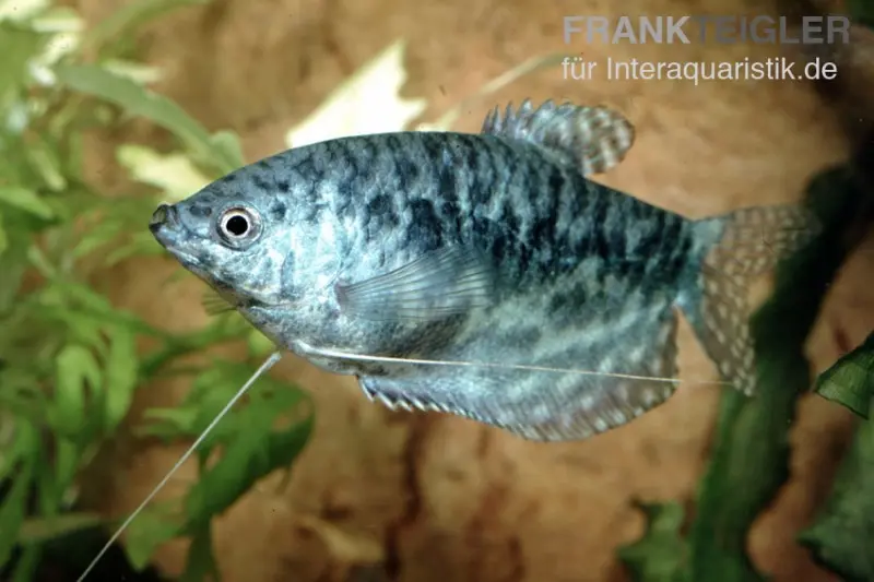 Gourami marbré, Trichogaster trichopterus var. Marmor (Cosby)