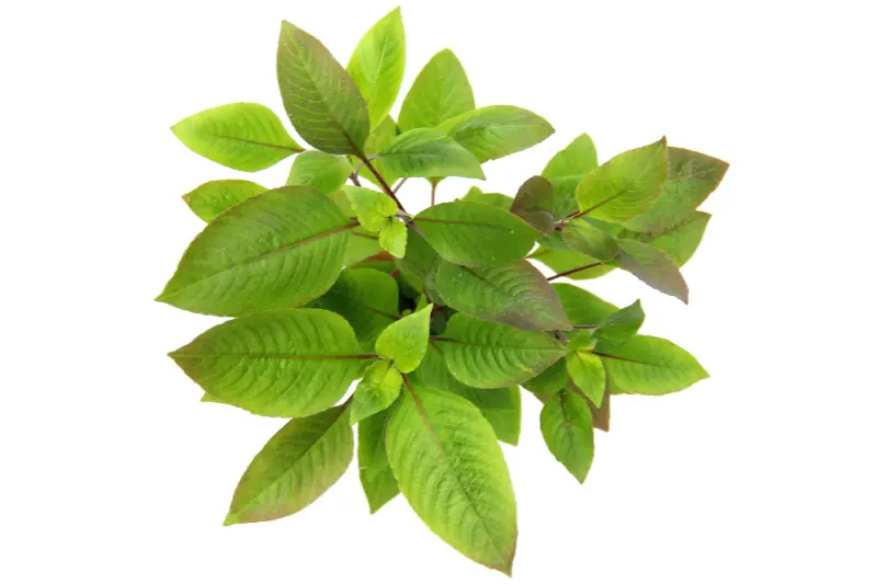 Hygrophile à deux bandes, Hygrophila corymbosa, en pot