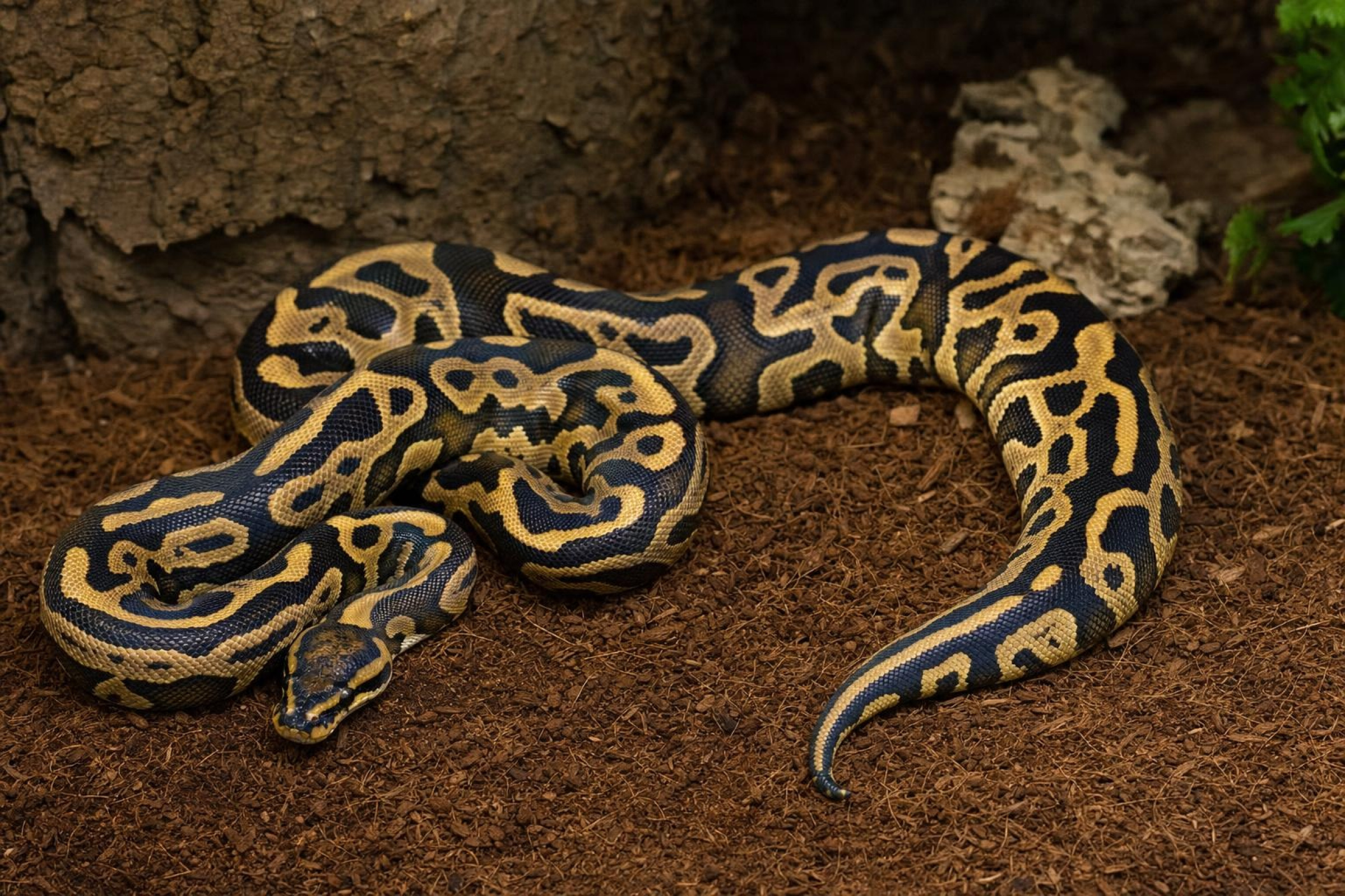 Python royal Leopard, Python regius