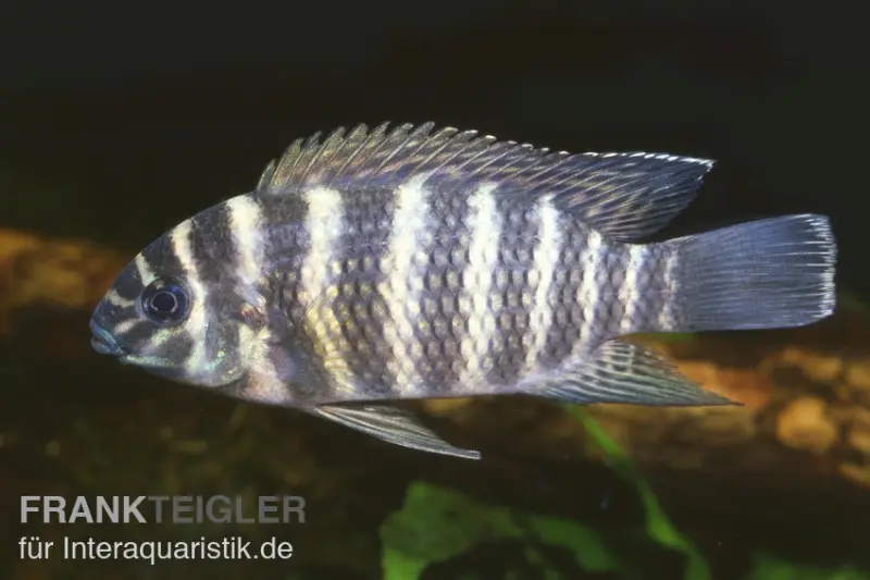 Tilapia joka, Tilapia joka