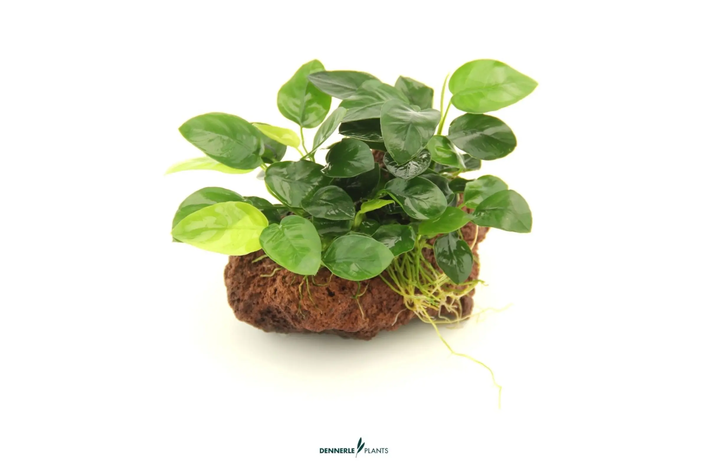 Petite anubie, Anubias nana, sur pierre, env. 13 x 9 x 11 cm