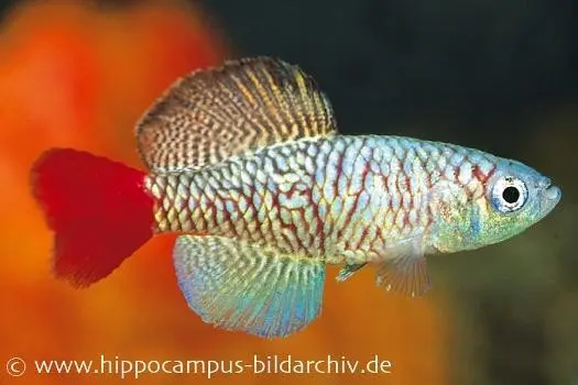 Souche de killies sur tourbe Nothobranchius orthonotus, 30 œufs