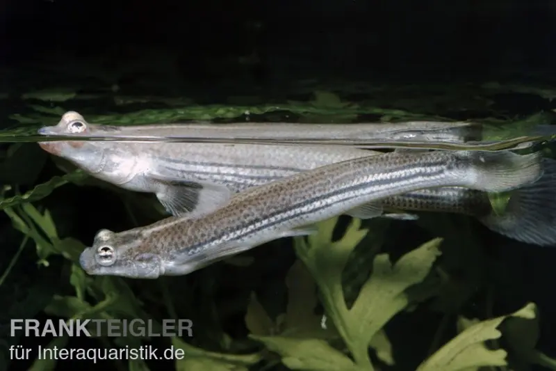 Poisson à quatre yeux, Anableps anableps, 5-8 cm