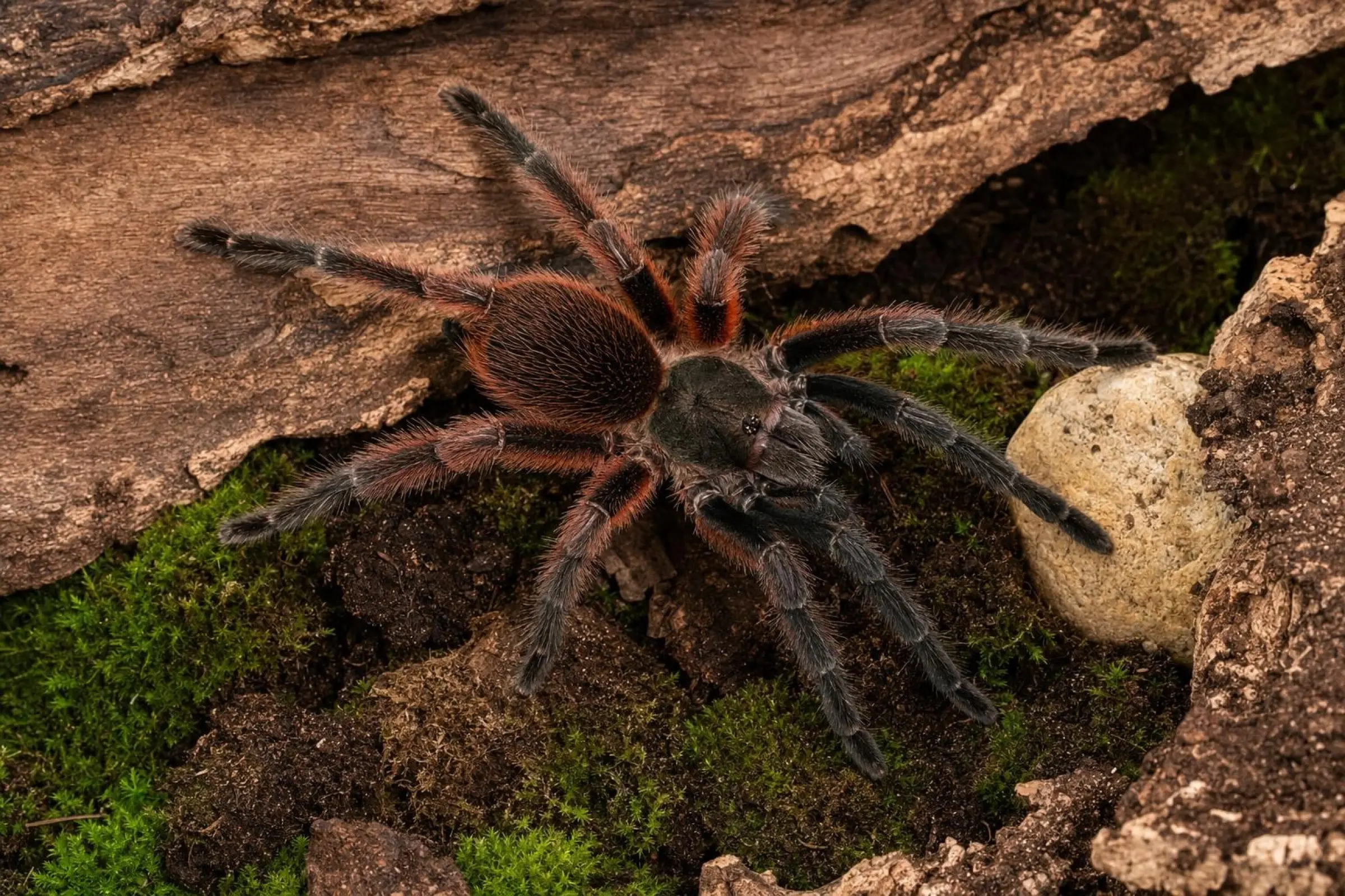 Mygale Darth Maul, Psalmopoeus victori