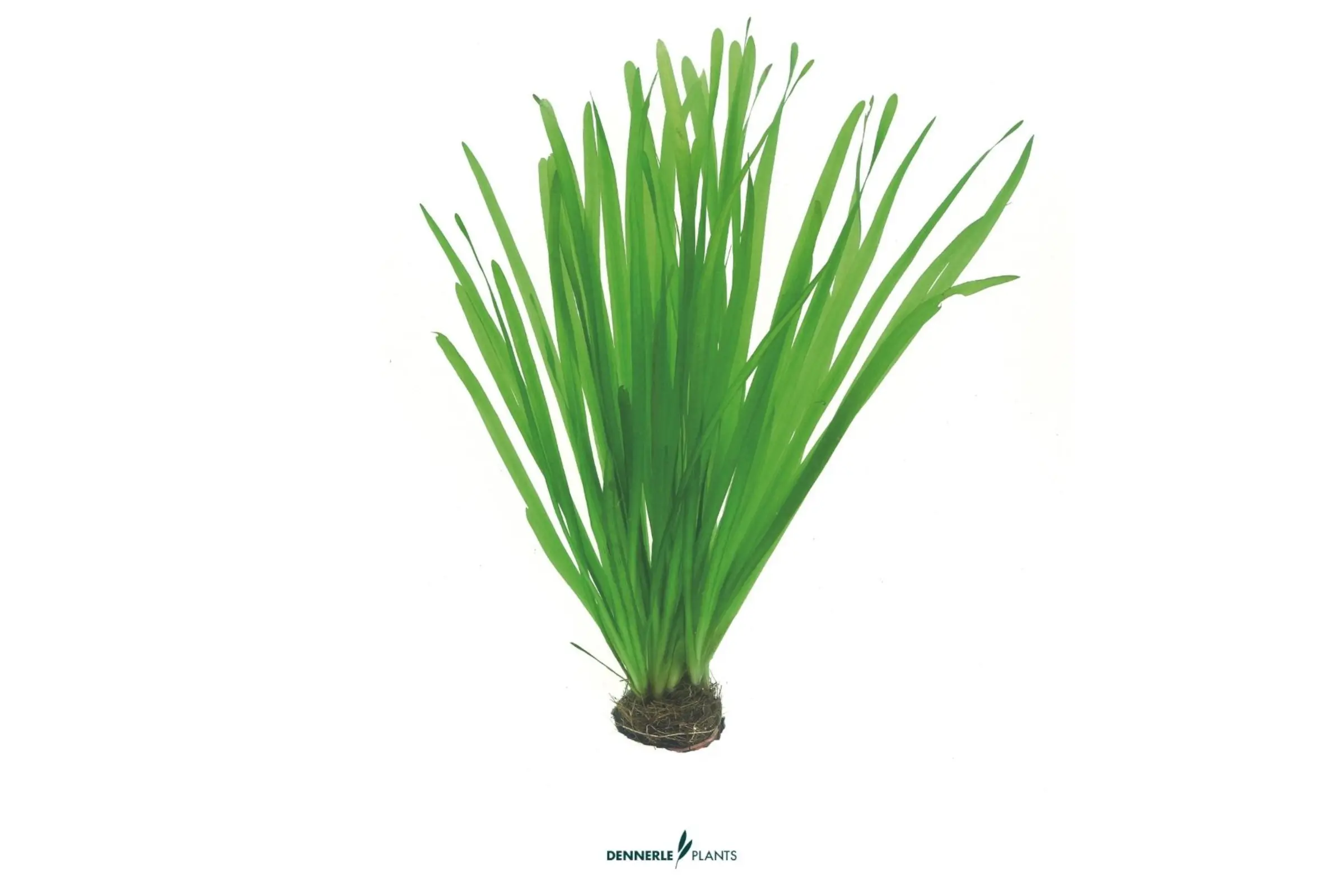 Vallisnérie spirale, Vallisneria spiralis, en pot