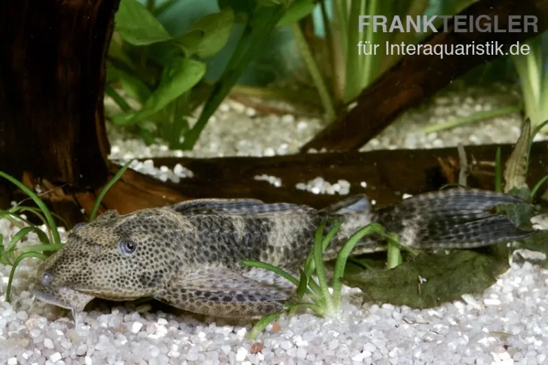 Pléco commun, Hypostomus plecostomus