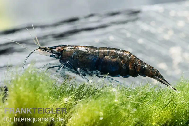 Crevette Black Sakura, Neocaridina davidi