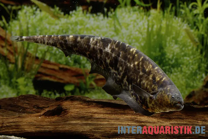 Poisson-couteau nébuleux, Adontosternarchus nebulosus