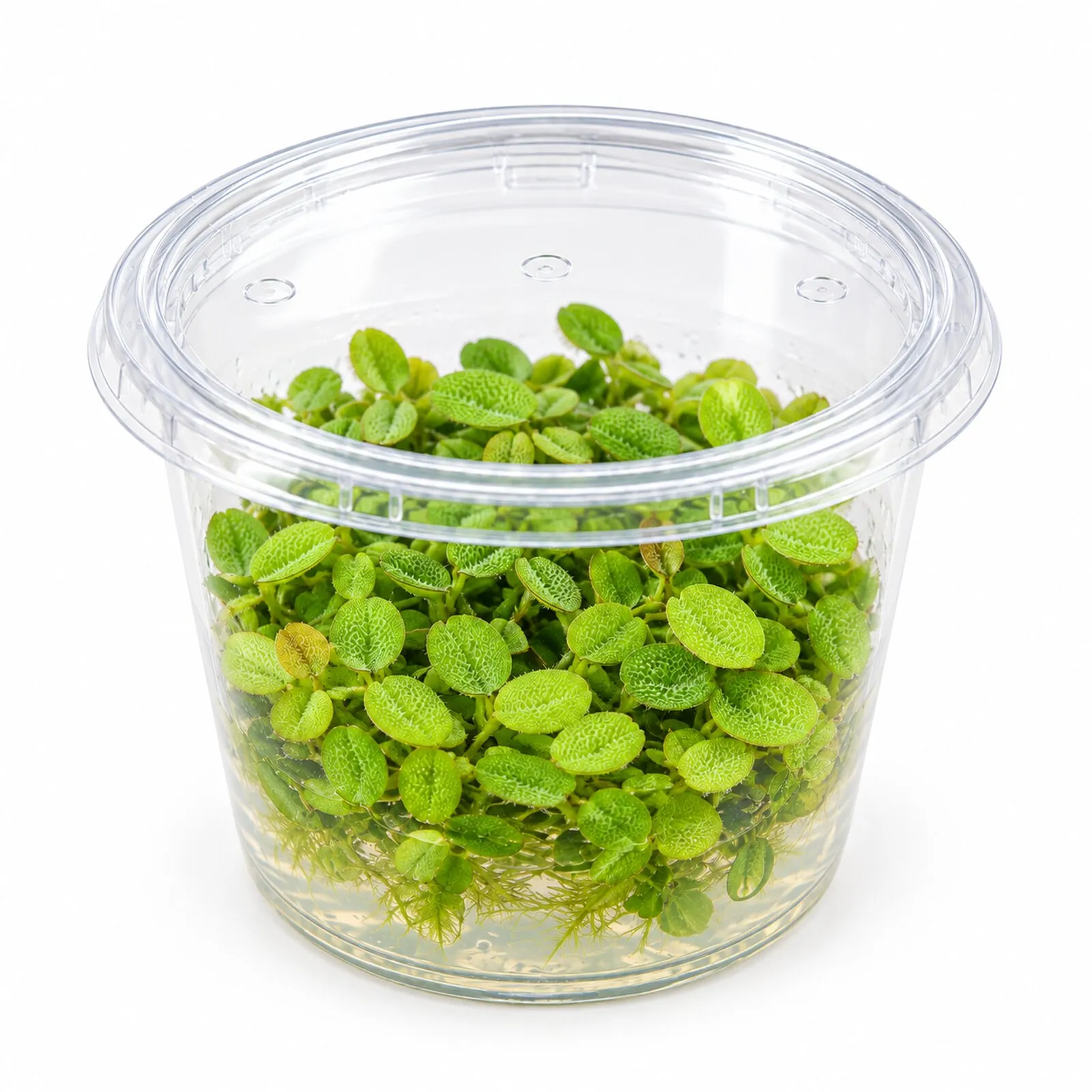 Salvinie à petites oreilles, Salvinia auriculata, In Vitro