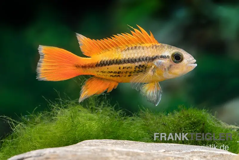 Cichlidé nain cacatoès orange, Apistogramma cacatuoides « orange », par paire