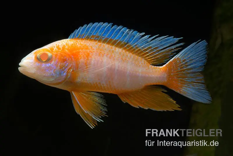 Cichlidé paon Eureka albinos, Aulonocara eureka albino, 7-9 cm élevage allemand