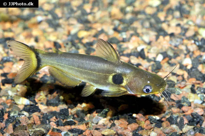 Poisson-chat épineux « éclipse lunaire », Horabagrus brachysoma, 8-10 cm, élevage allemand