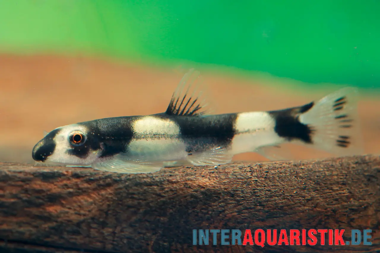 Loche panda, Protomyzon pachychilus (Yaoshania pachychilus), NE