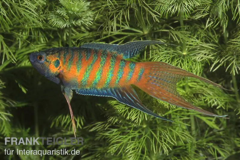 Poisson paradis, Macropodus opercularis