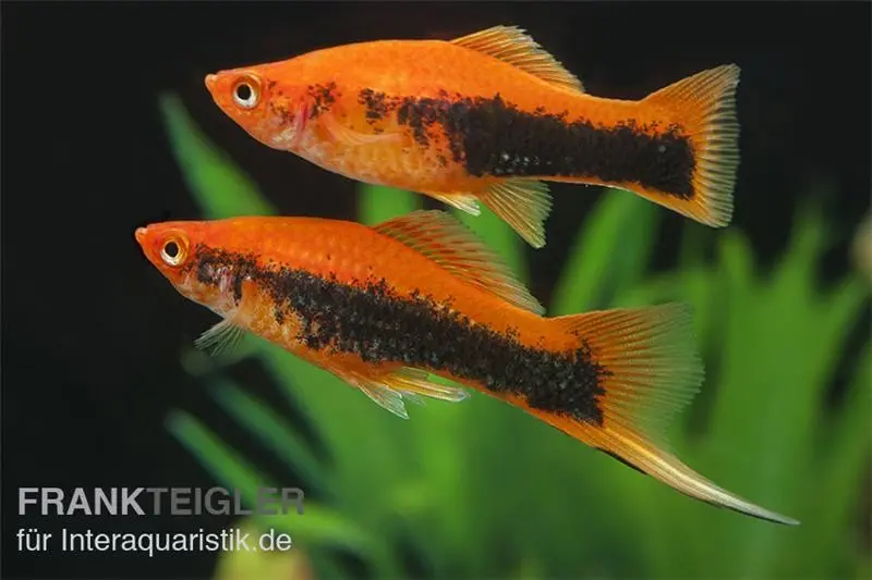 Porte-épée Tuxedo orange, Xiphophorus helleri
