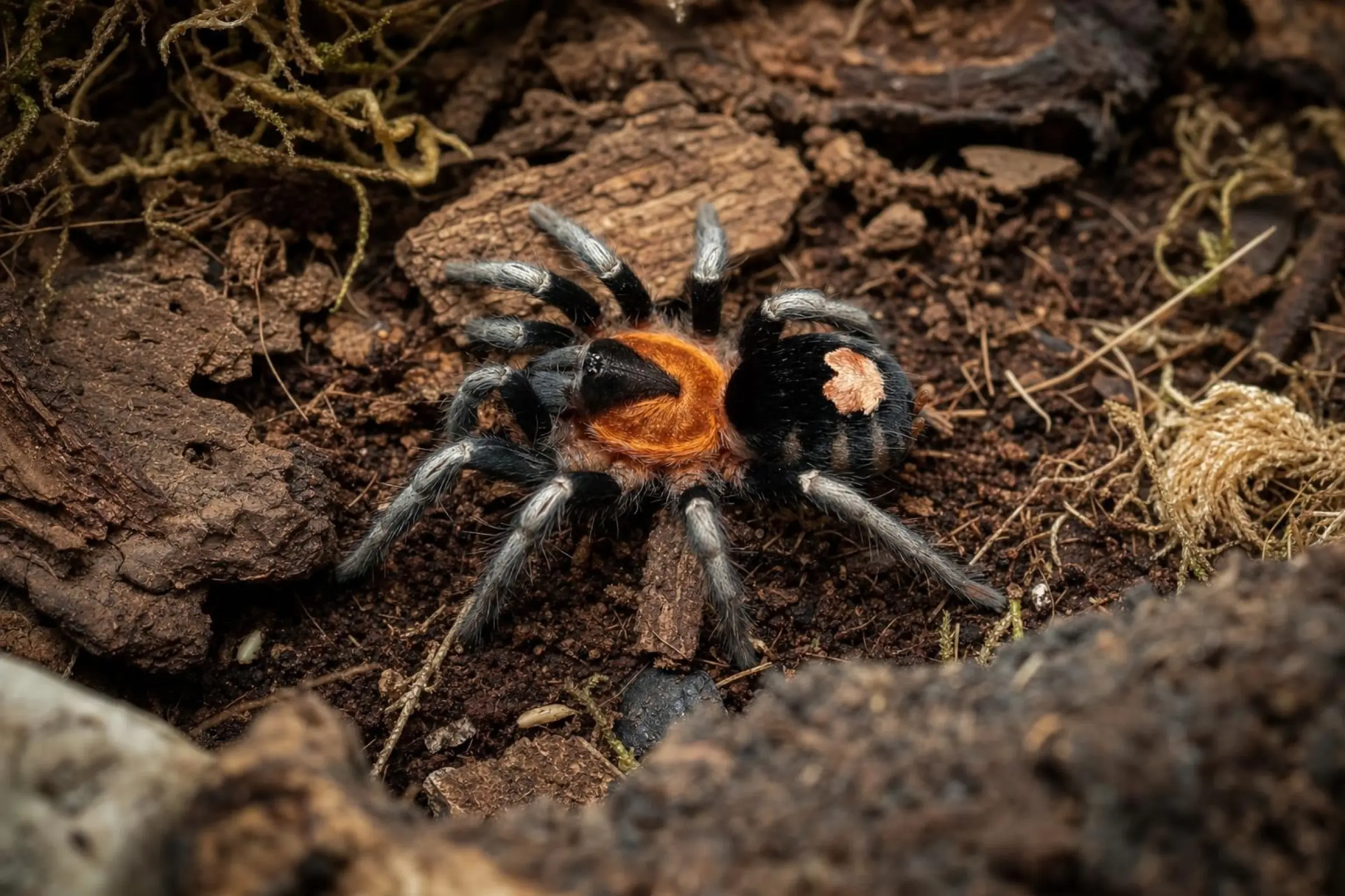 Mygale naine de Trinidad, Cyriocosmus elegans