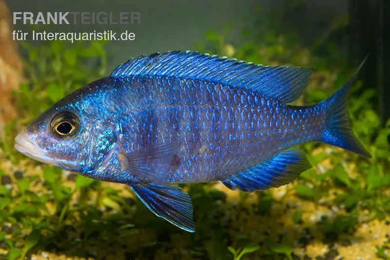 Phenochilus à lèvres blanches, Placidochromis phenochilus mdoka, élevage allemand