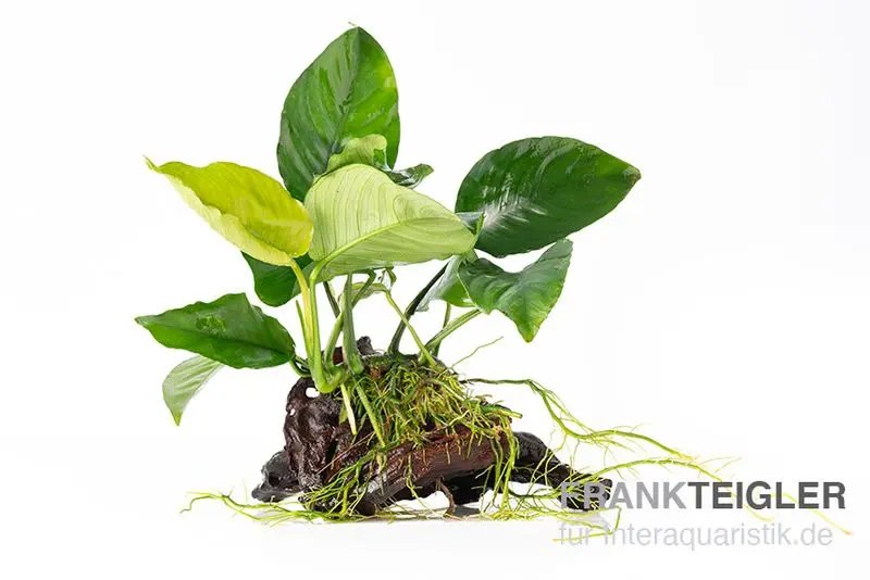 Anubias à larges feuilles, Anubias barteri sur racine, env. 17 x 8 x 15 cm