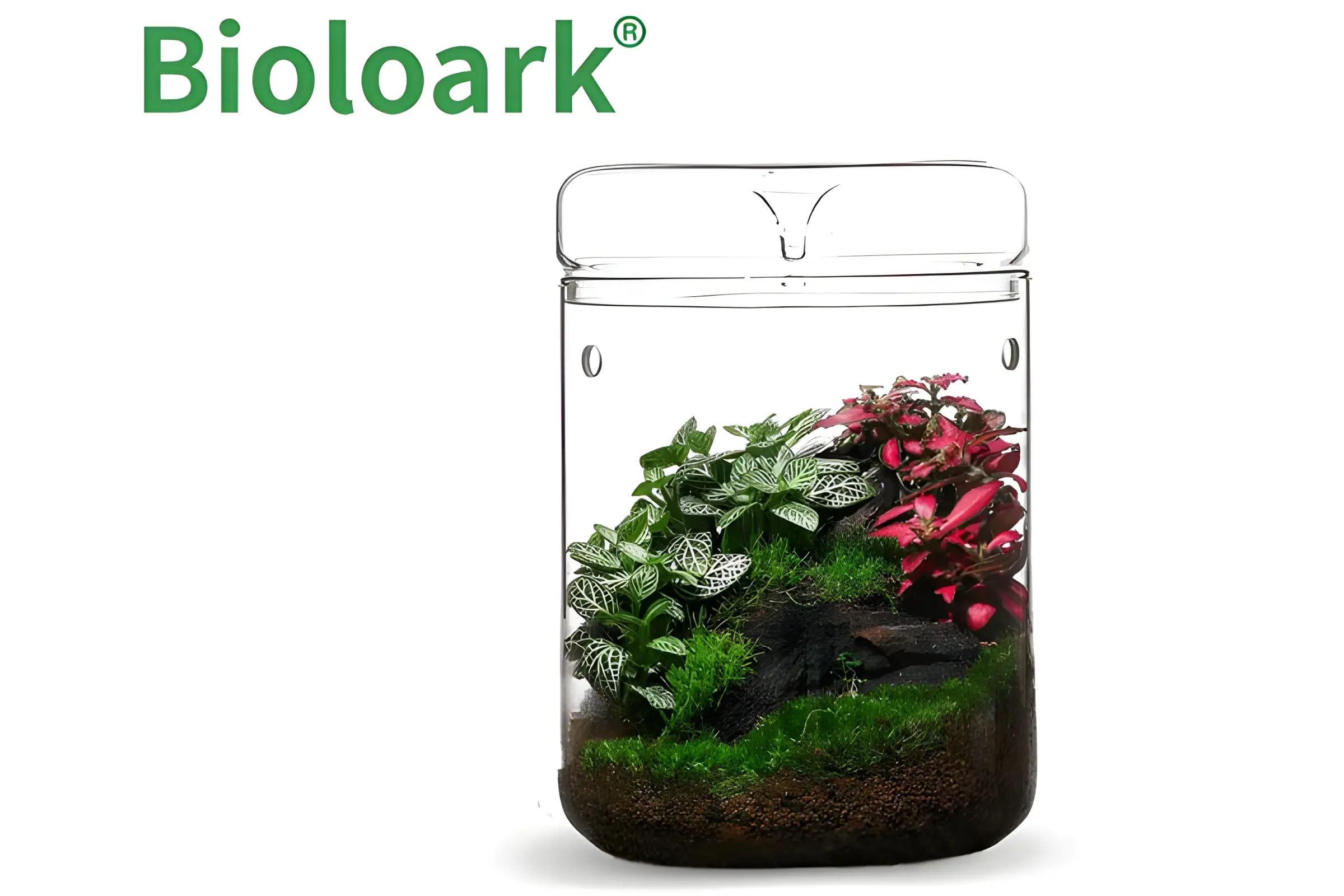Bioloark Luji Glass Cup MY-120H, verre biosphère