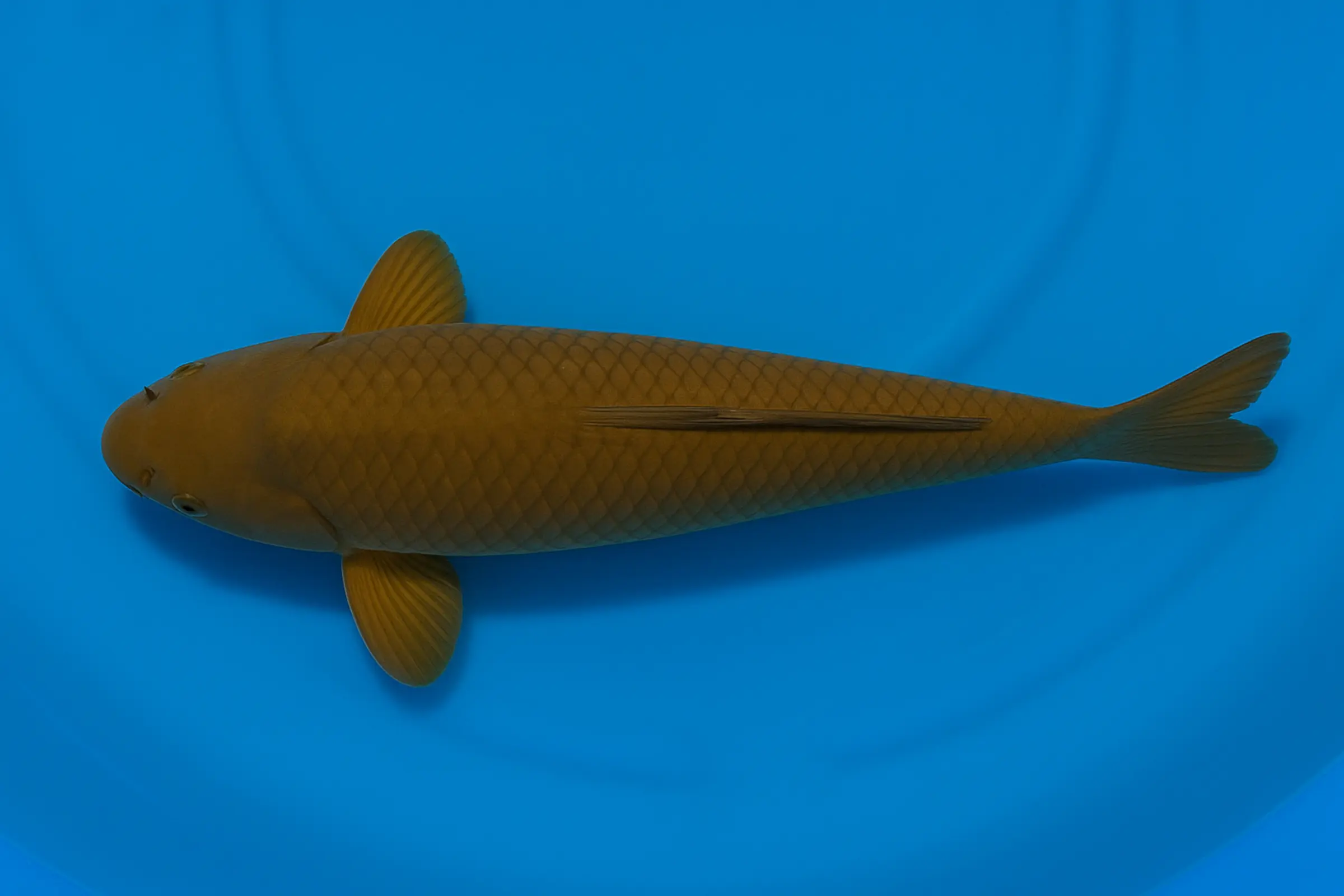 Koi japonais Ikarashi Tosai Chagoi, Cyprinus carpio, 13-15 cm