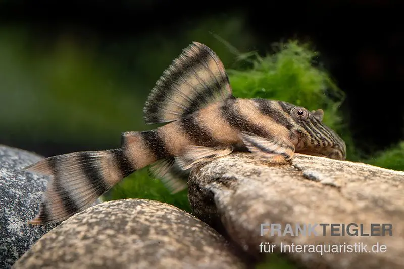 Pléco, L397, Panaqolus sp.