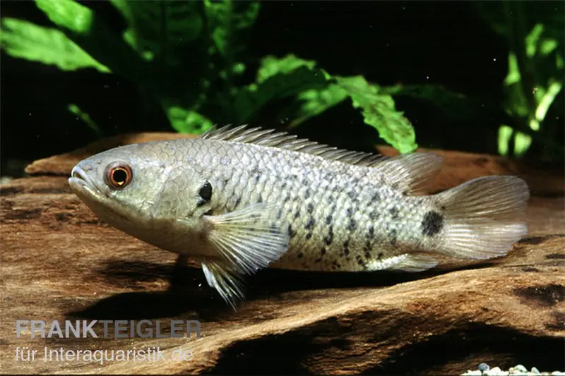 Poisson grimpeur, Anabas testudineus