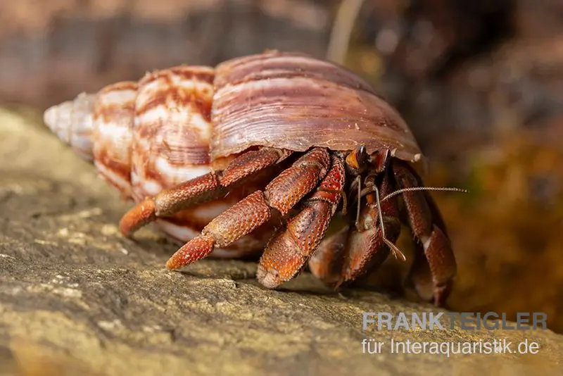 Bernard-l’ermite terrestre australien, Coenobita variabilis