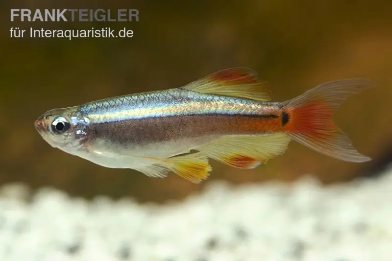 Cardinal voile, Tanichthys albonubes, élevage allemand