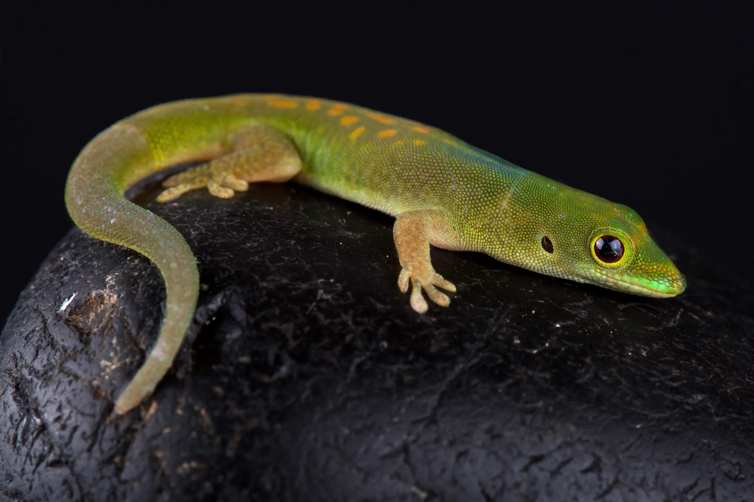 Gecko diurne de Pasteur, Phelsuma pasteuri