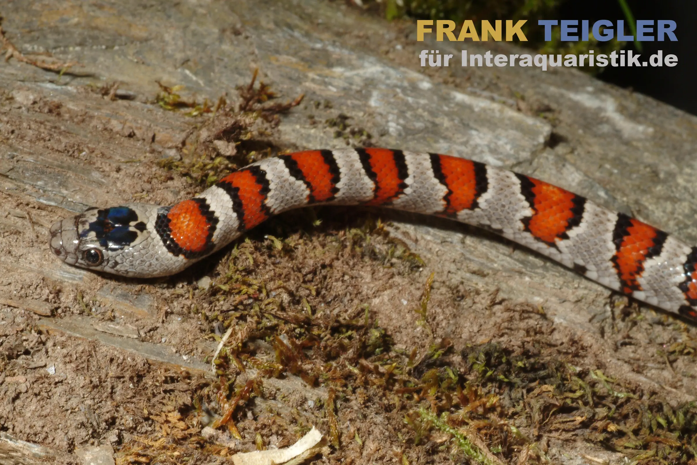 Serpent roi mexicain, Lampropeltis mexicana