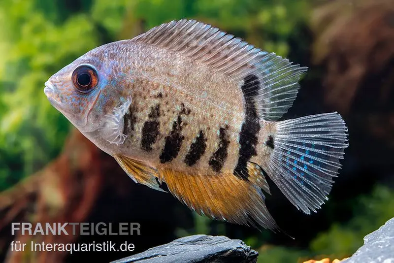 Cichlidé à ocelle rayé, Heros notatus