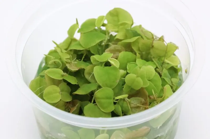 Euphorbe aquatique, Phyllanthus fluitans, gobelet de 250 ml