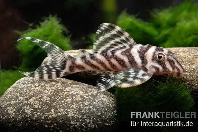 Pléco zébré, Hypancistrus spec. L173b « NEW ZEBRA », 4-5 cm