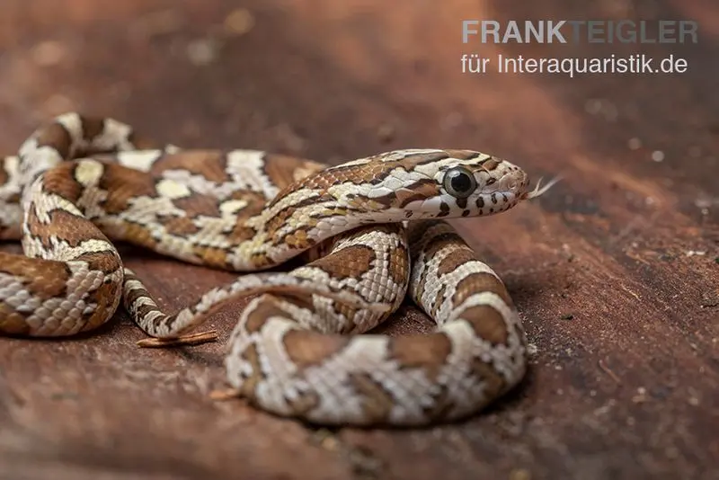 Serpent des blés, Pantherophis guttatus CARAMEL