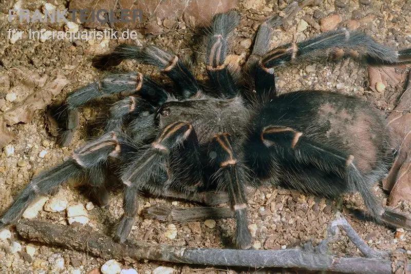Mygale géante à reflets bleus, Pamphobeteus nigricolor