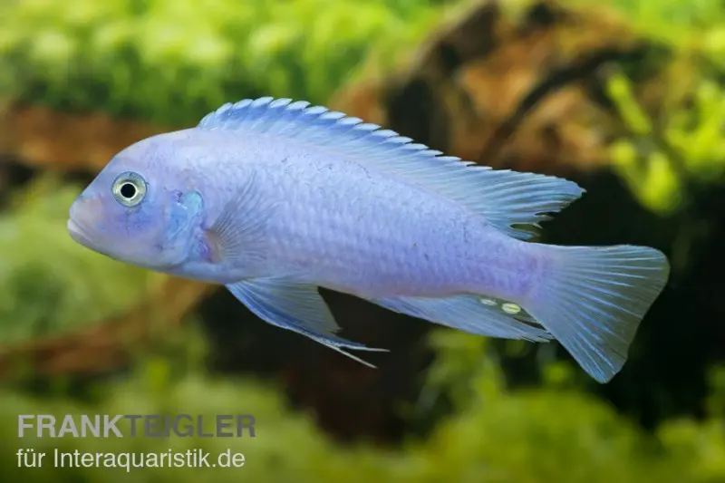 Cichlidé zébré cobalt, Maylandia callainos "Cobalt Blue"