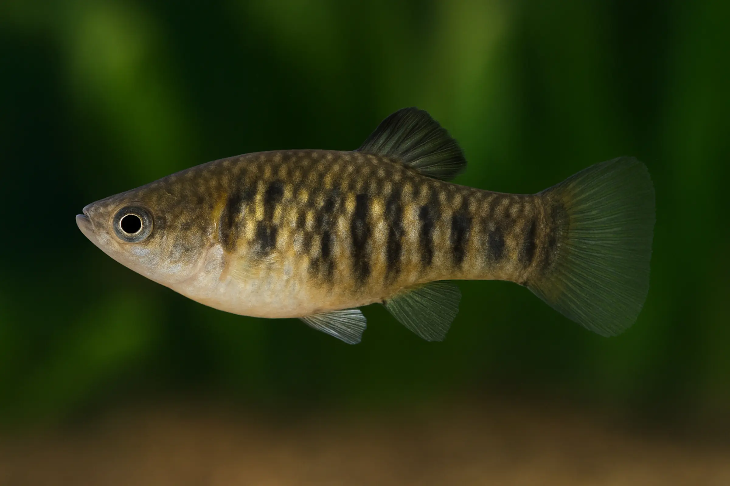 Vivipare tigre, Limia islai (Poecilia islai)