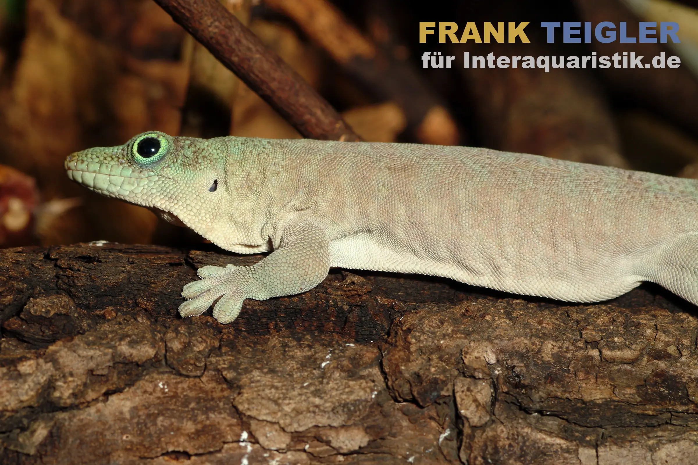 Gecko diurne à bandes transversales, Phelsuma standingi