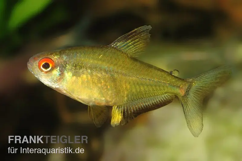 Tétra citron, Hyphessobrycon pulchripinnis