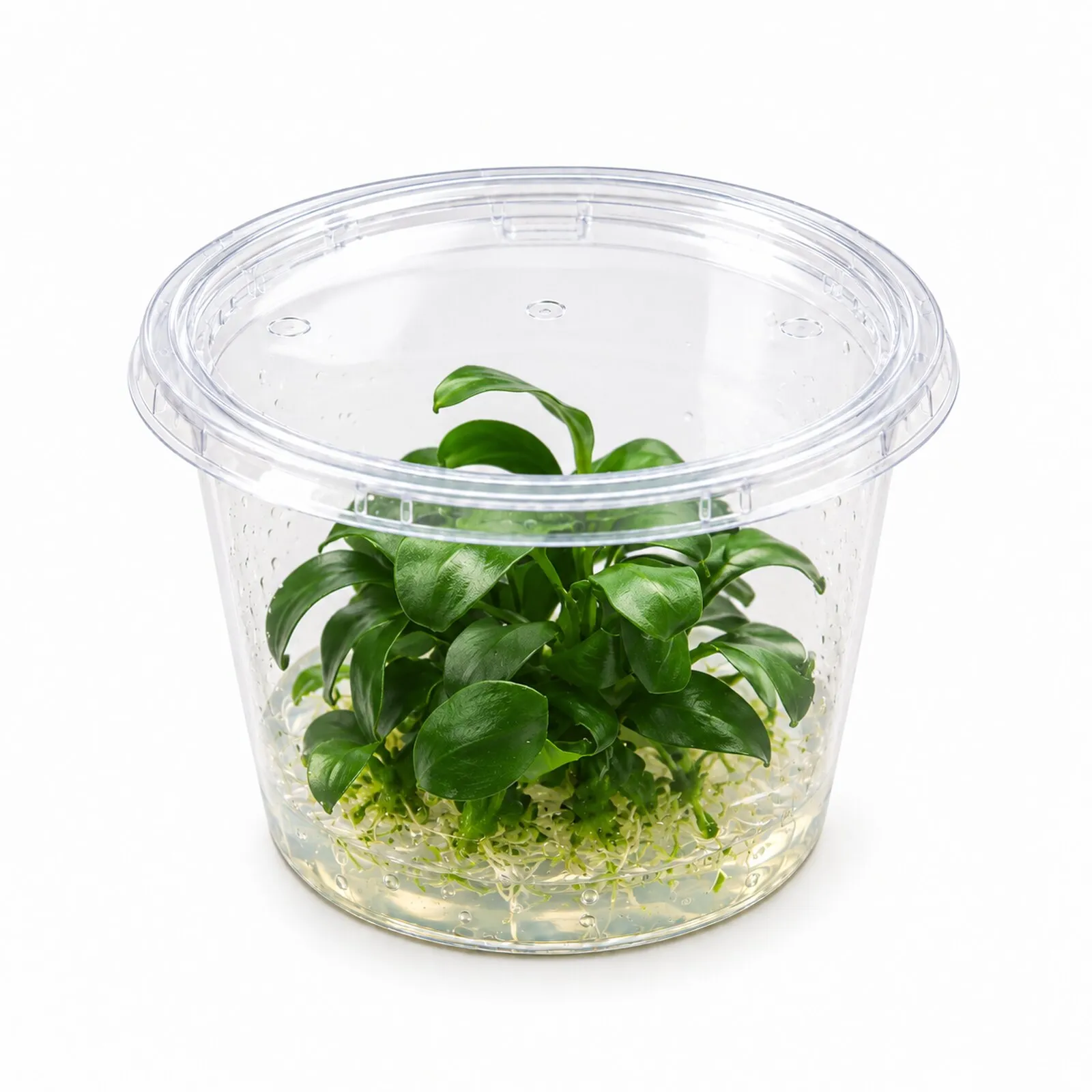 Bonsaï anubias naine, Anubias barteri « Petite », in vitro