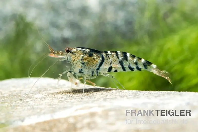 Crevette TiBee noire, abeille tigre, Caridina spec.