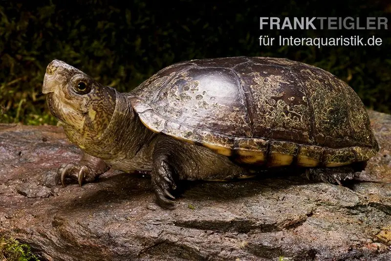 Tortue musquée de Pennsylvanie, Kinosternon subrubrum