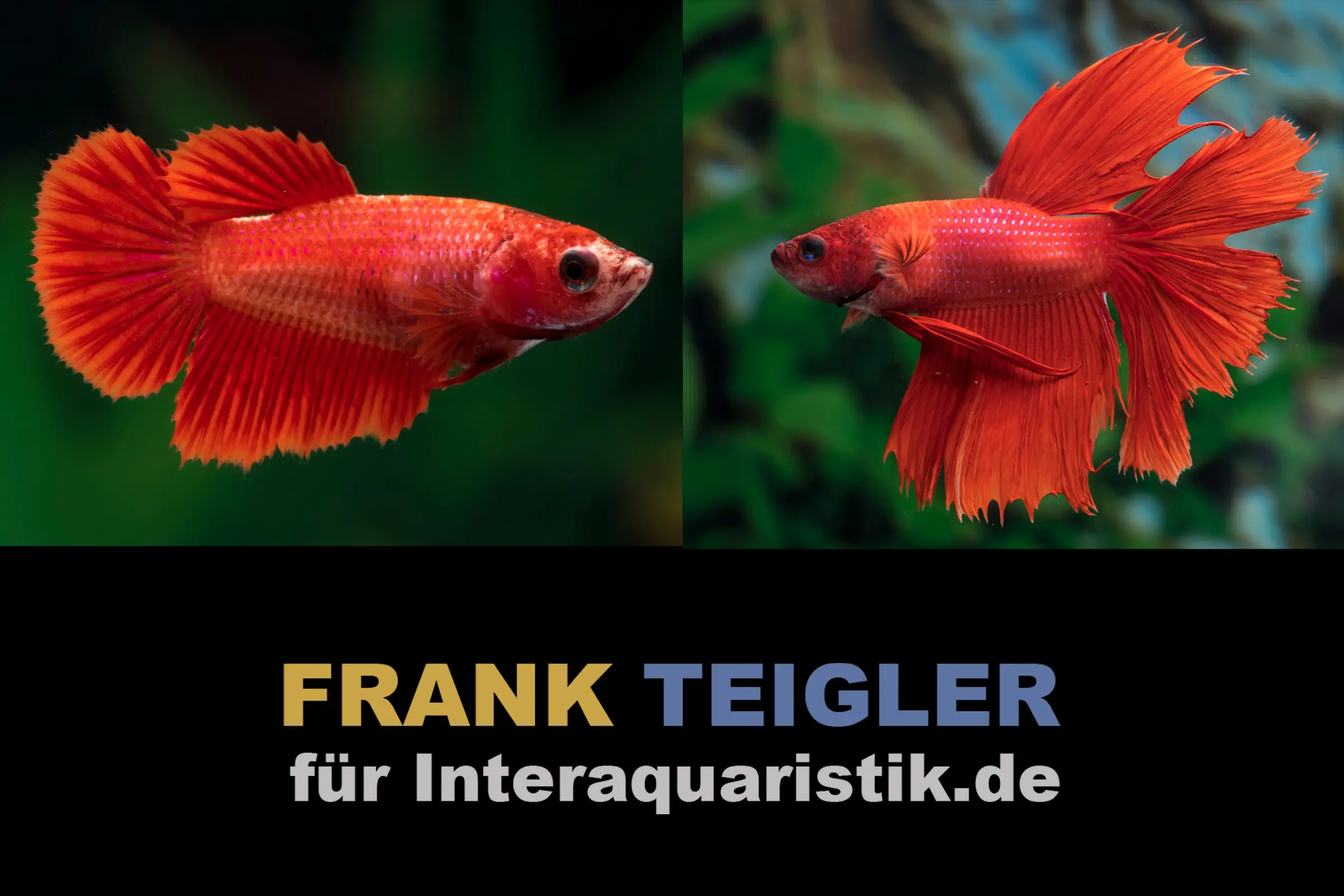 Couple : Combattant Halfmoon Bright Red, Betta splendens